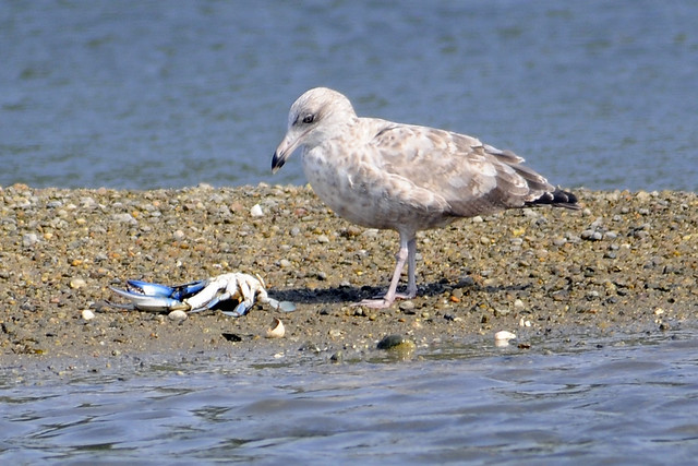 Juv gull with blue crab 4