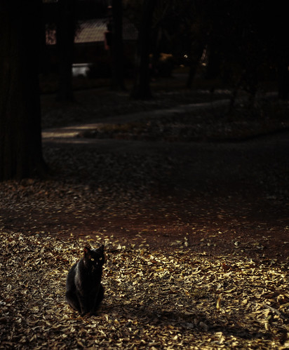 The Night is a big black cat by 'J'