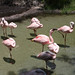 Flamingo's at Disney's Animal Kingdom
