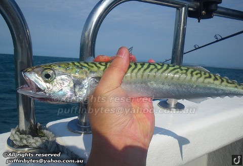 Atlantic Mackerel - Scomber scombrus