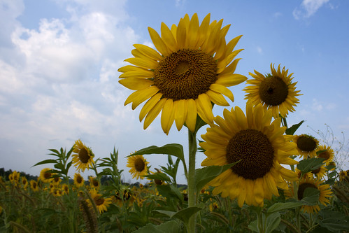 07222011JGW-BannerMarshNorthEastAccess-Sunflowers_MG_1259