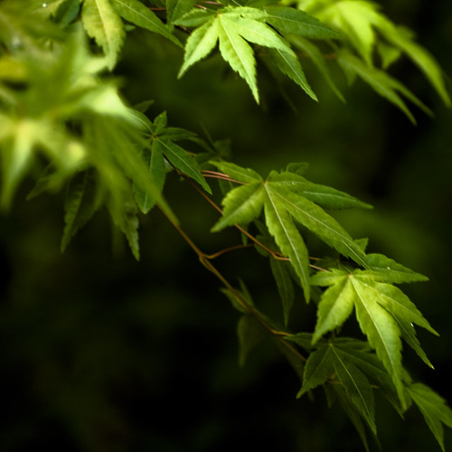 Japanese Maple Leaves by Gryffngurl