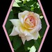Rose-Rose-Garden-01