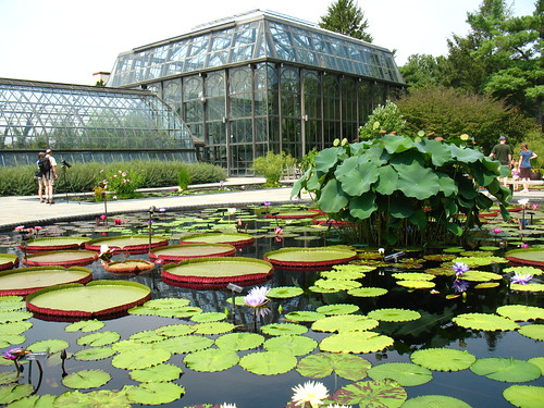greenhouses and waterlilies