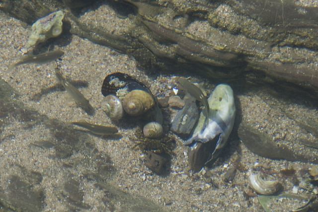 D4 tide pools feasting on clam