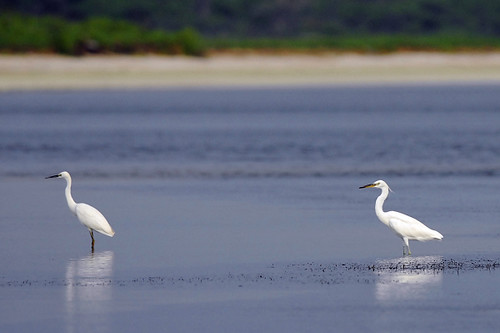 唐白鷺(右)通常與其他鷺鷥科鳥類混棲 圖片由海洋國家公園管理處東沙管理站提供 