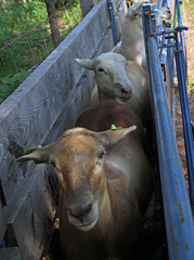 Ewes in foot bath