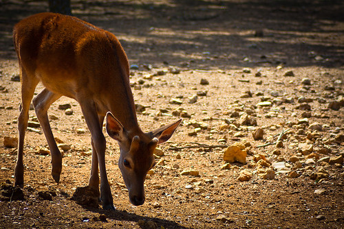 Bambi by Carlos_JG