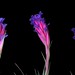 Tillandsia aeranthos typus - three color variations