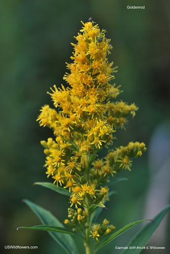 Tall Goldenrod, Late Goldenrod, Canada Goldenrod - Solidago altissima