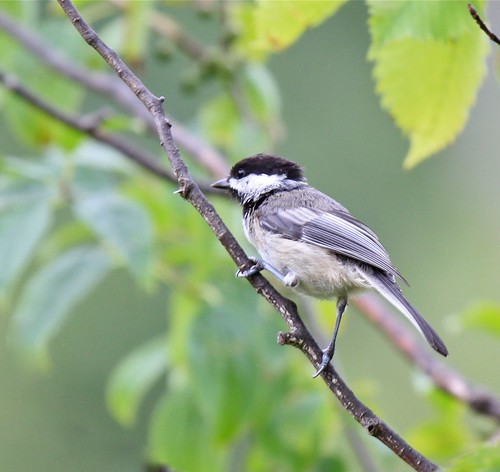 Black-Capped Chickadee by Shiny Dewdrop