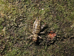 shore cricket (Family Gryllidae)