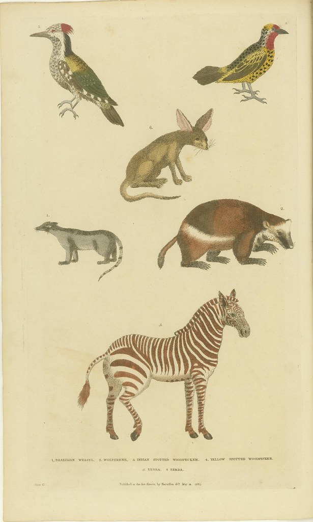 Woodpeckers, zebra, wolverine, weasel, and zerda - hand-coloured book illustration