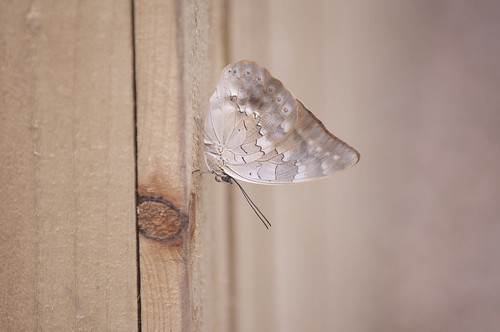 butterfly-flickr