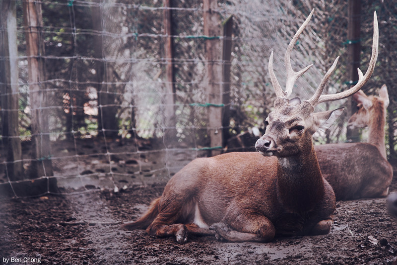 Animal - Deer