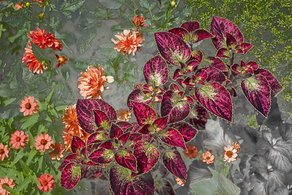 Coleus and Dahlia - Study in Composition, Texture, and Color