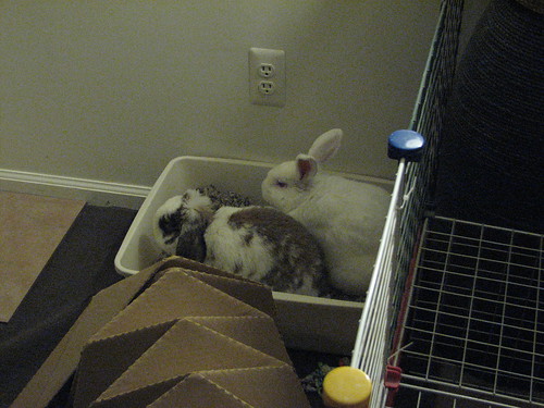 betsy and gus - sharing the litter box