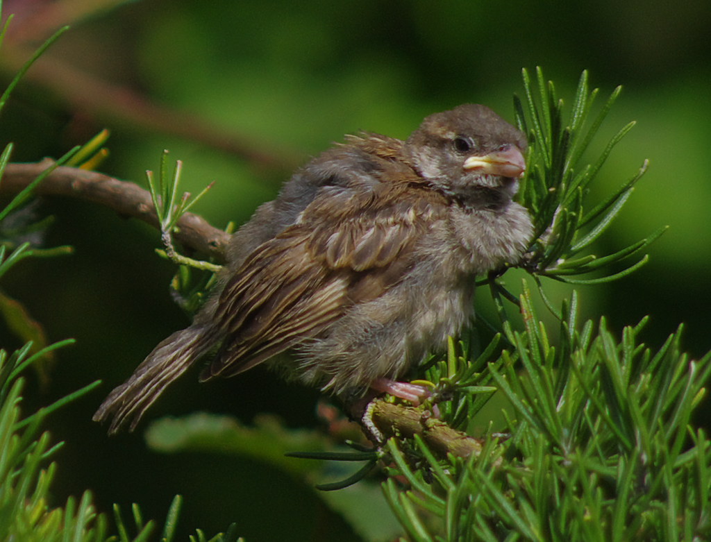 Sparrows 20110820 02