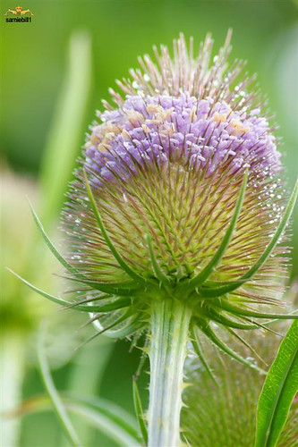 Teasel in flower just for Yvonne a wonderful contact by sarniebill1