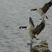 geese_landing_on_water