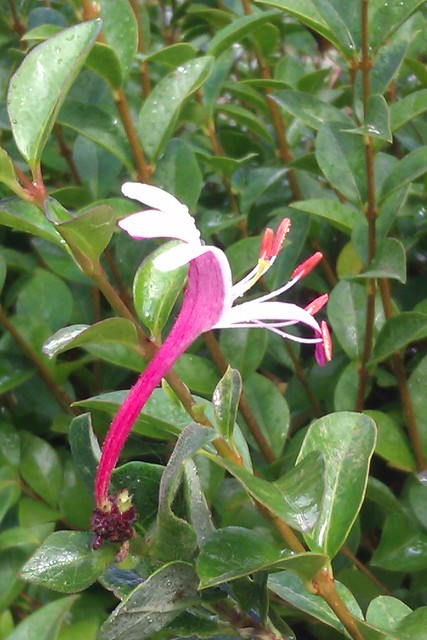 Close up of a honeysuckle flower