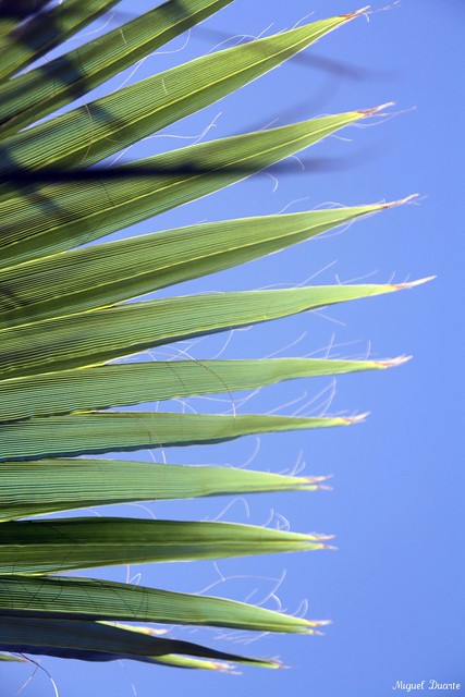 Details of a Palm Tree V