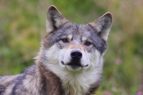 UK Wolf Conservation Trust 28-08-11 by Tom Lord