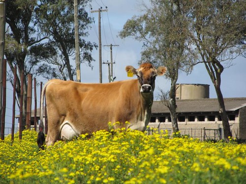 Jersey cow amid the yellow flowers