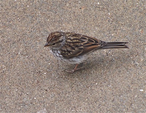 Juvenile Sparrow in My Yard on Glenn