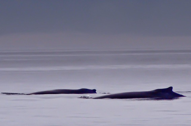 2 Humpback Whales in calm waters off Port Angeles, WA