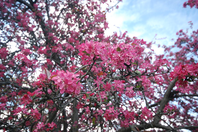 Tasmania - 樱花树