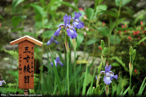 Tenryuji 天龍寺 - Flower Garden