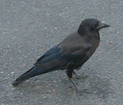 Flashy crow