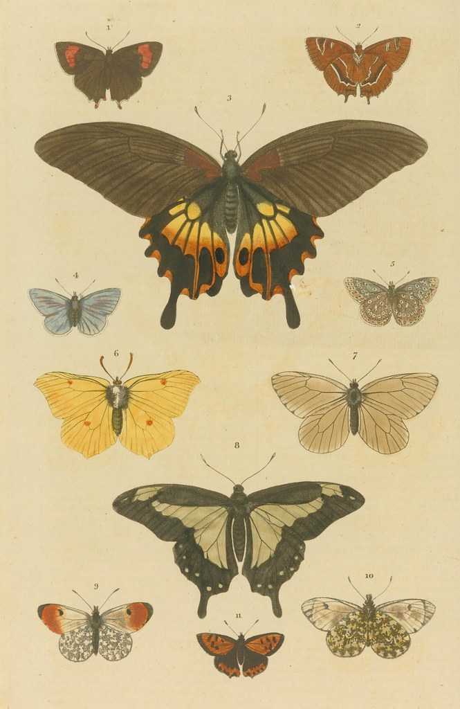 Butterfly species - engraved, in symmetrical pattern on page