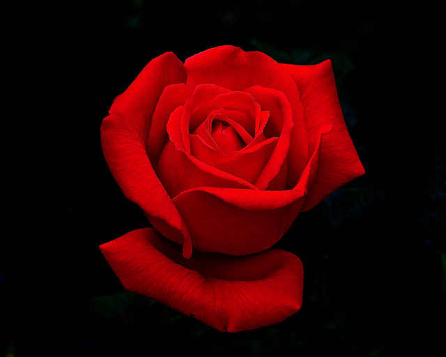 The perfect Red Rose.