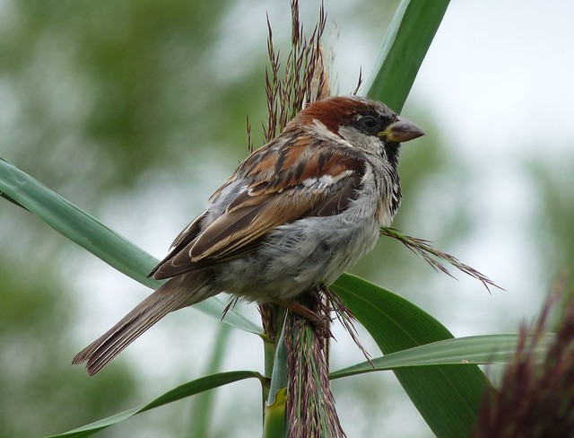24782 - House Sparrow, Llangorse Lake