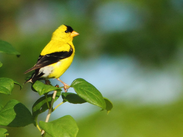 American Goldfinch 20110821