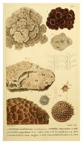 013-Manuel d'actinologie ou de zoophytologie (Volume plates) 1834- H.-M. Ducrotay Blainville