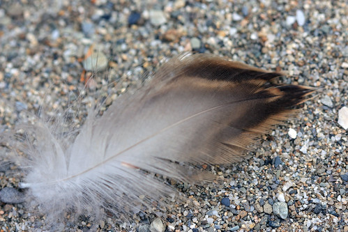 Raptor Feather by kayaker1204