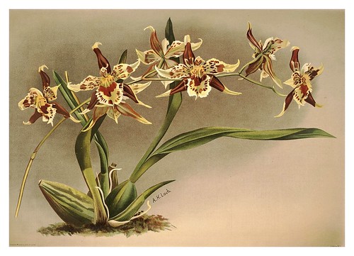 007-Odontoglossum Hallii Xanthoglosum-Reichenbachia-Orchids illustrated and described..Vol I-1888-F.Sander