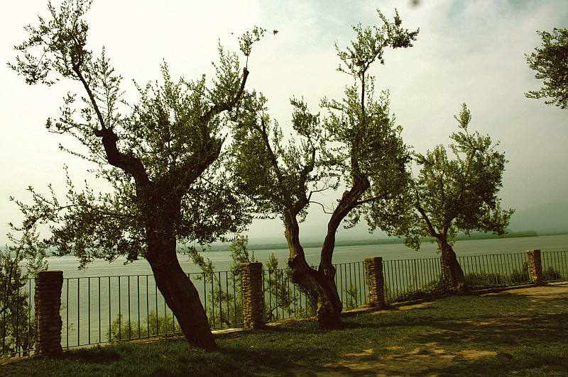 Olive Trees at Lake Garda