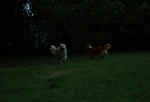 dogs frolicking at dusk