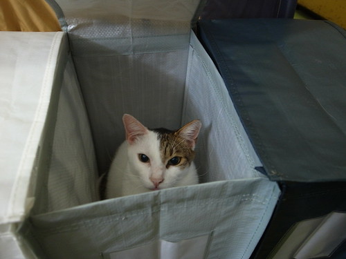 箱子裡的貓