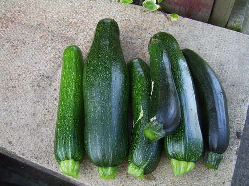 030811 First Courgettes