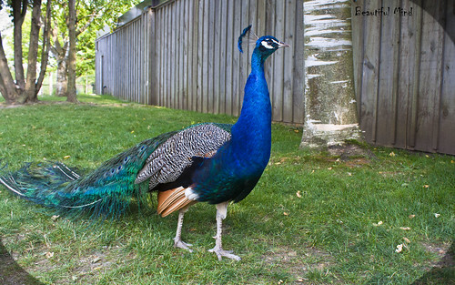 Peacock in off mood