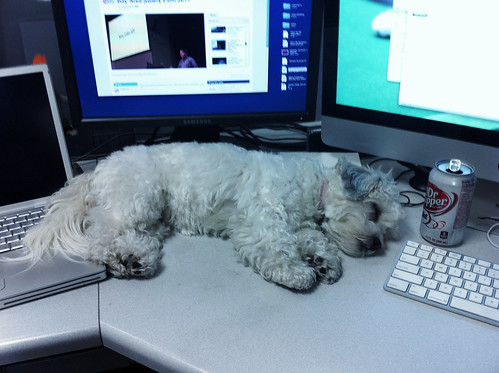 Truly zonked puppy at dad's work