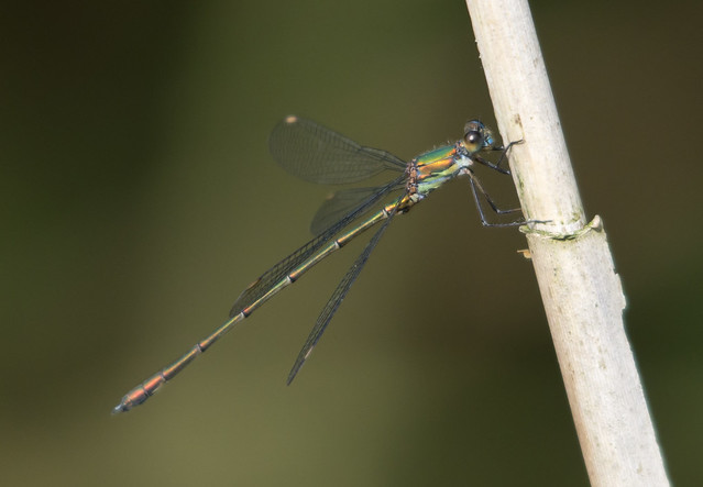 willow emerald 3