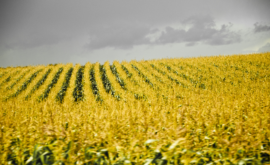 Yellow fields in Skåne