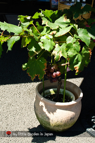 grape-in-a-pot