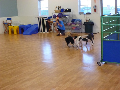 Puppy Class at TAILS